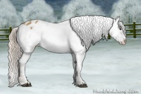 Horse Color:Palomino Sabino Blanket 