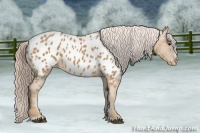 Horse Color:Palomino Sabino Near Leopard 