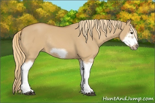 Horse Color: Red Dun Sabino Splash Frame Rabicano 