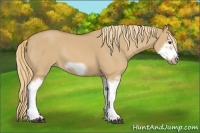 Horse Color:Red Dun Sabino Splash Frame Rabicano