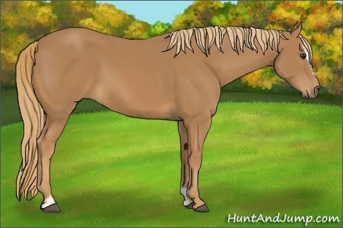 Horse Color: Chestnut Sabino 