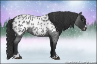 Horse Color:Blue Roan Sabino Appaloosa 