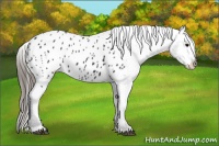 Horse Color:Black Sabino Appaloosa 