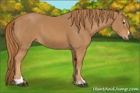 Horse Color:Chestnut Sabino 