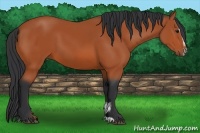 Horse Color:Bay Sabino 