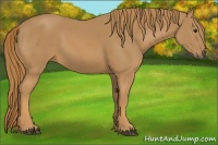 Horse Color:Chestnut Sabino 