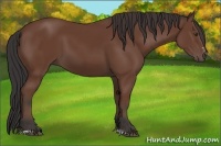 Horse Color:Bay Sabino 