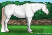 Horse Color:Chestnut Sabino 