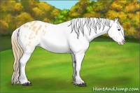 Horse Color:Buckskin Sabino Appaloosa 