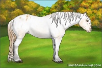 Horse Color:Buckskin Sabino Blanket 