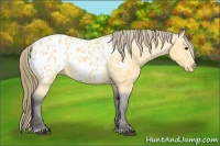 Horse Color:Buckskin Sabino Blanket 