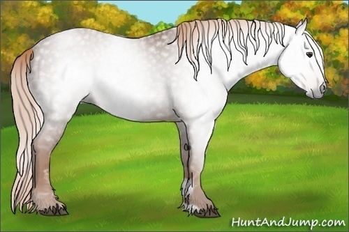 Horse Color:Gray Chestnut Sabino
