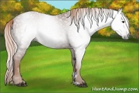 Horse Color:Gray Chestnut Sabino