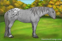 Horse Color:Black Sabino Appaloosa 