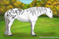 Horse Color:Black Sabino Appaloosa 