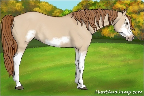 Horse Color: Unknown 