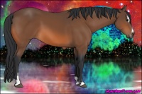 Horse Color:Bay Sabino 
