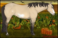 Horse Color:Buckskin Dun Sabino Frame 