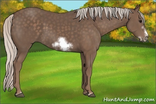 Horse Color: Silver Black Sabino Frame 
