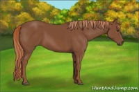 Horse Color:Chestnut Sabino