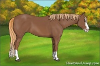 Horse Color:Chestnut Sabino Splash 