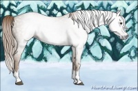 Horse Color:Gray Chestnut Sabino Splash 