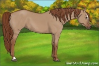 Horse Color:Red Dun Sabino 