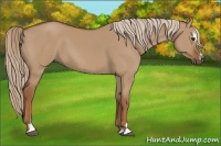 Horse Color:Red Dun Sabino 