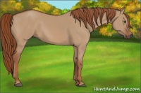 Horse Color:Red Dun Sabino 
