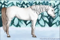 Horse Color:Gray Chestnut Sabino 