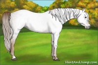 Horse Color:Gray Chestnut Sabino 