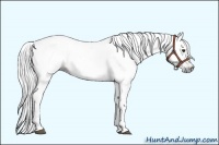Horse Color:Gray Red Dun Sabino