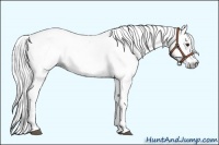 Horse Color:Gray Chestnut Sabino