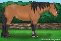 Horse Color:Bay Sabino