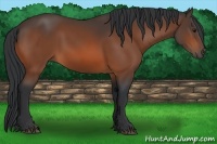 Horse Color:Bay Sabino 