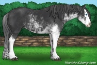 Horse Color:Black Sabino Splash 