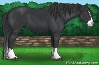 Horse Color:Black Sabino Splash 
