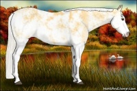 Horse Color:Palomino Sabino 