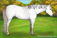 Horse Color:Gray Chestnut Sabino 