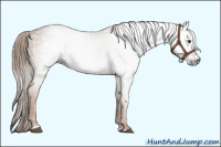 Horse Color:Gray Chestnut Sabino 