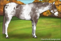 Horse Color:White Spotted Liver Chestnut Varnish 