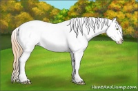 Horse Color:Gold Champagne Sabino Appaloosa