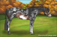 Horse Color:White Spotted Brown Frame 