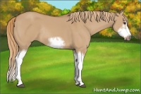 Horse Color:Red Dun Sabino Splash Frame Rabicano 