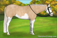 Horse Color:Silver Buckskin Roan Splash 