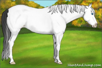 Horse Color:White Spotted Grullo Splash Rabicano