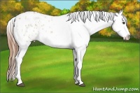 Horse Color:Red Dun Sabino Splash Frame Blanket Rabicano 