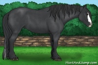 Horse Color:Blue Roan Sabino Splash