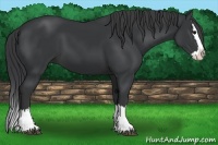 Horse Color:Black Sabino Splash 