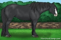 Horse Color:Black Sabino Splash